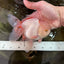 A Grade STUNNING Red White Oranda Male 5.5-6  inches #051625OR_25