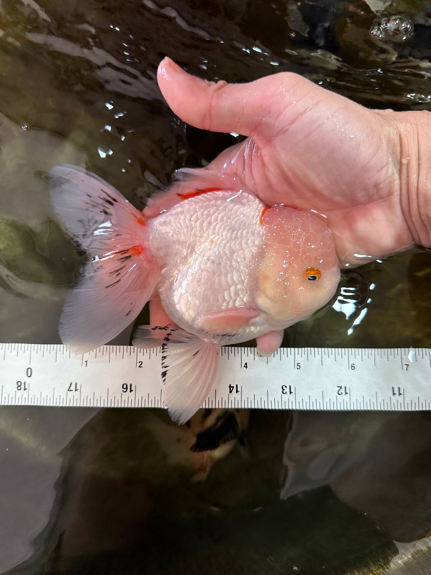 A Grade STUNNING Red White Oranda Male 5.5-6  inches #051625OR_25