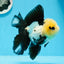 AAA Grade Panda Button Eyes Oranda Female 5 inches #0927OR_31