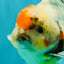 A Grade Calcio  Oranda Male 5 inches #080726OR_22