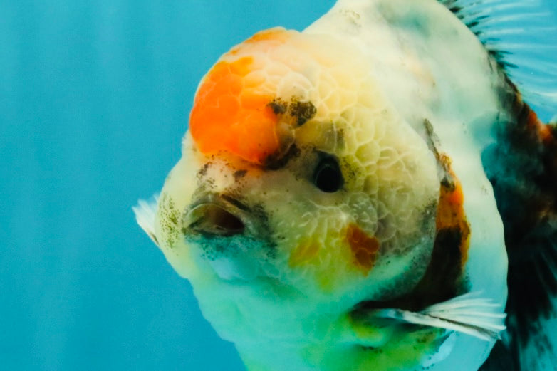 A Grade Calcio  Oranda Male 5 inches #080726OR_22