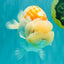 A Grade Polkadot Red White Buffalo Ranchu Male 6 inches #100926RC_29