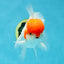 AAA Grade Red Cap Oranda Male 5 inches #050925OR_42