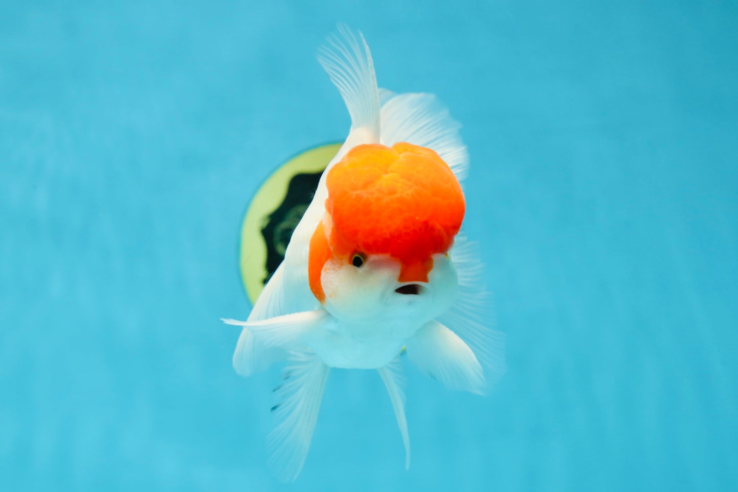 AAA Grade Red Cap Oranda Male 5 inches #050925OR_42