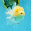 BEAUTY A Grade Red White Oranda Female 5.5 inches #040326OR_06