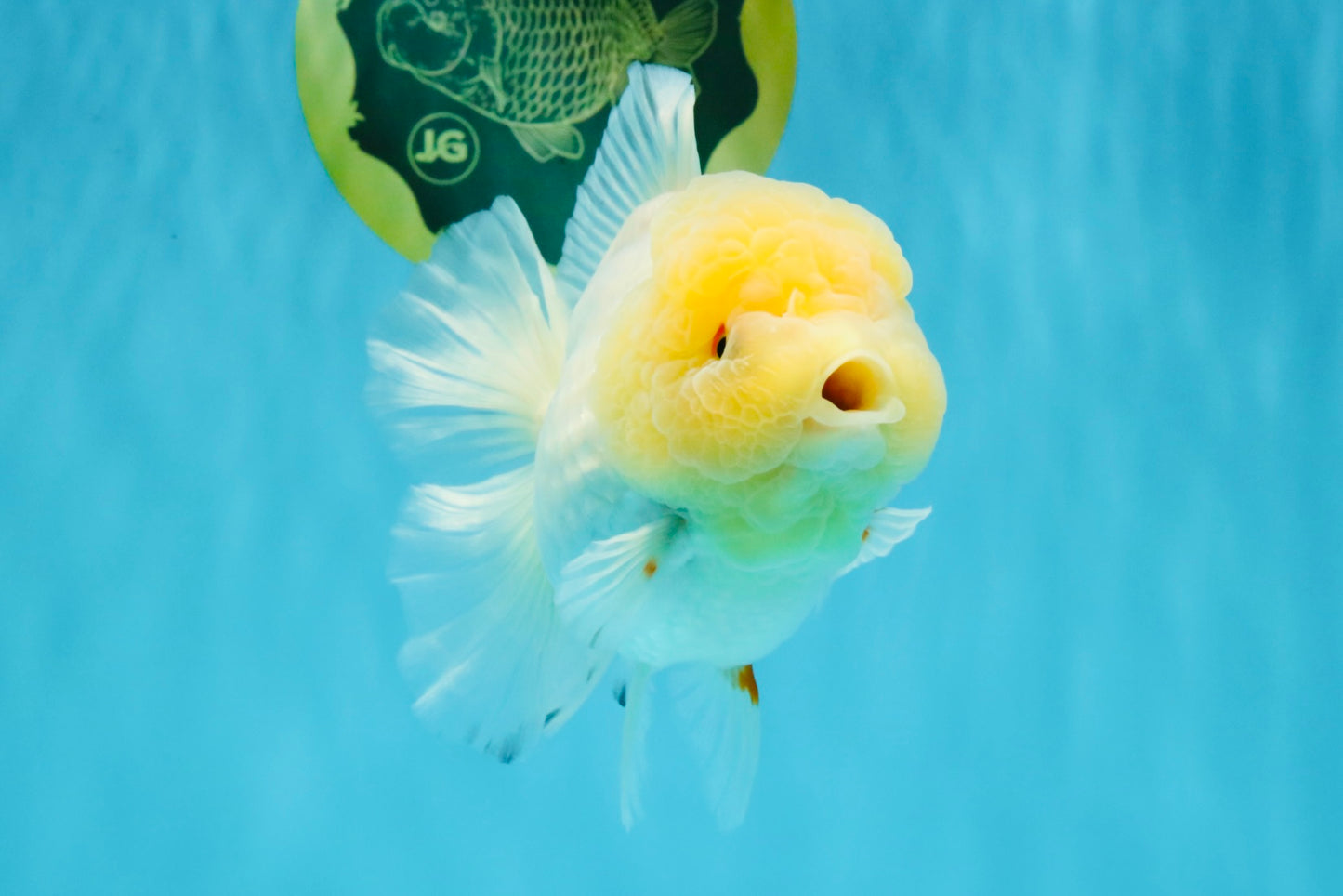 BEAUTY A Grade Red White Oranda Female 5.5 inches #040326OR_06