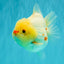 POPCORN AAA Grade Red White Yuanbao Male 5-5.5 inches #050126YB_18