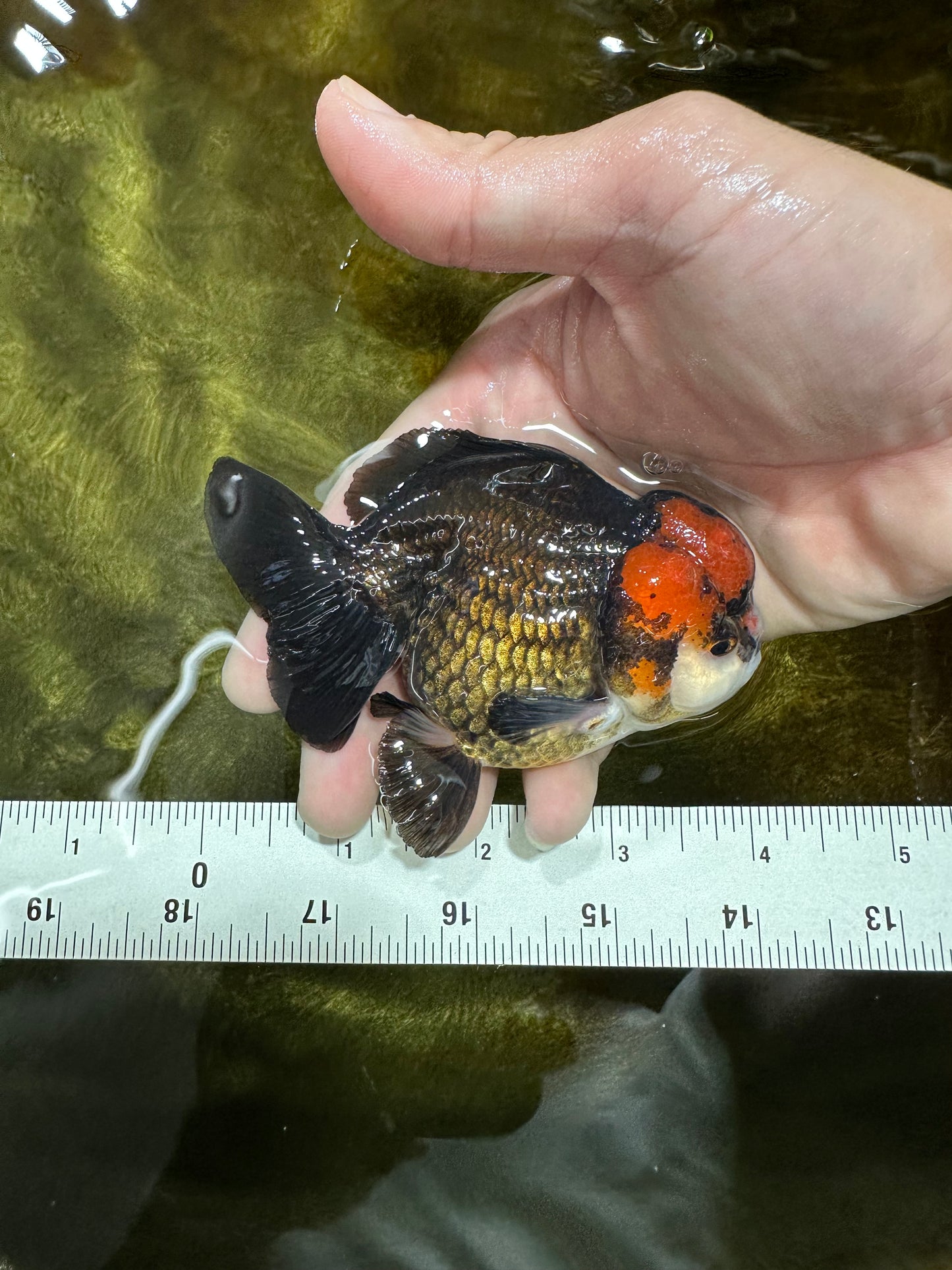 Pompom Tricolor Yuanbao Male 4 inches #060625YB_09