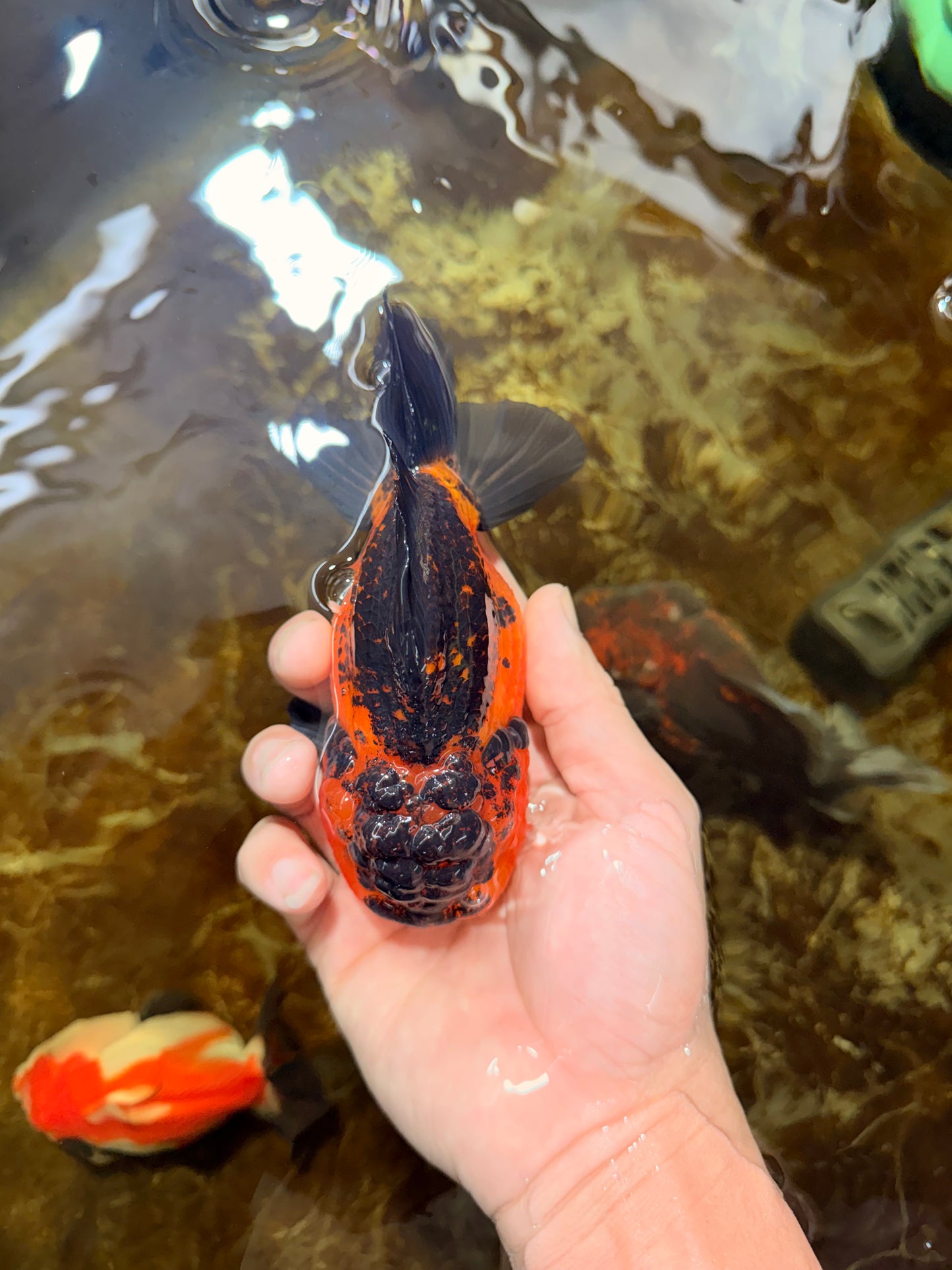 Apache Yuanbao Male 5 inches #110725YB_07