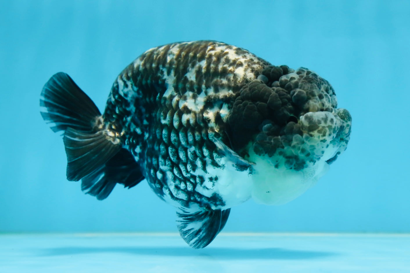 AAA Grade White Tiger LionQueen 5-5.5 inches #081525LC_04