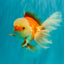 FLUFFY TAIL A Grade Jade Head Red White Oranda Male 5.5-6 inches #090426OR_13