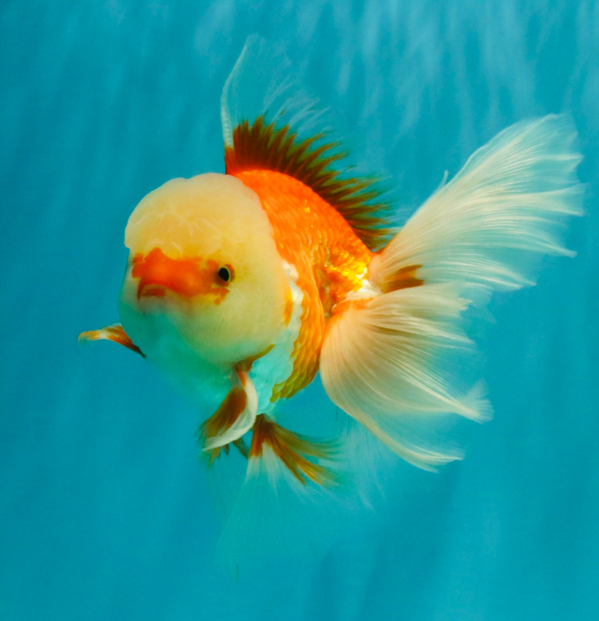 FLUFFY TAIL A Grade Jade Head Red White Oranda Male 5.5-6 inches #090426OR_13