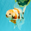 Sanke Oranda Male 5.5 inches #082826OR_04