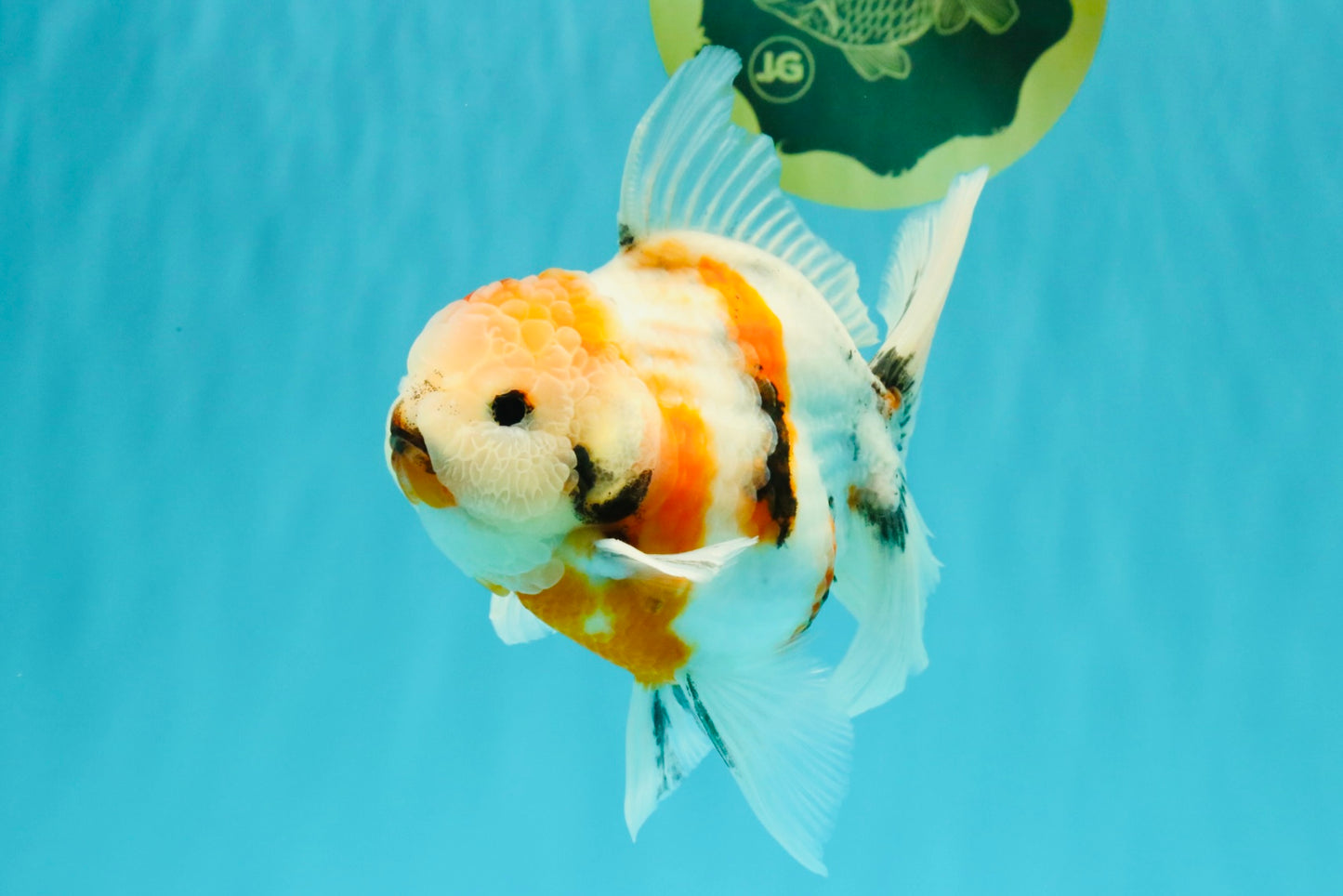 Sanke Oranda Male 5.5 inches #082826OR_04