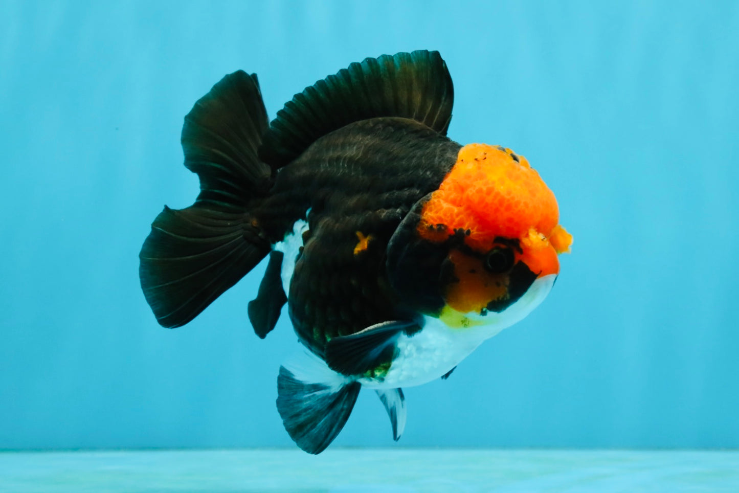 Pompom Tricolor Yuanbao Male 4.5 inches #040326YB_03