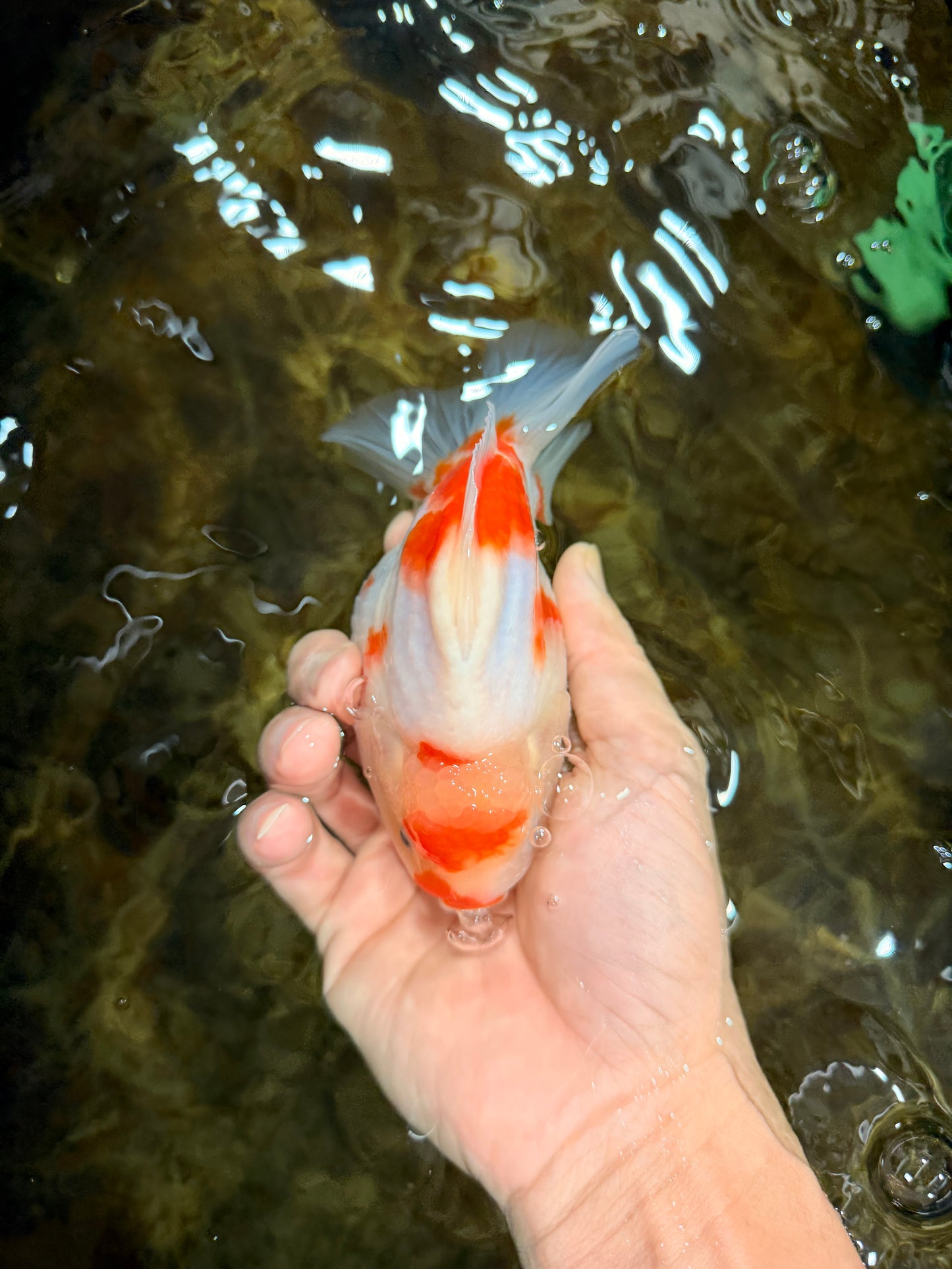 AAA Grade Godzilla Sakura Yuanbao Male 5-5.5 inches #112825YB_18