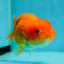 Red Cherry Lionchu Female 3.5-4 inches #1004LC_08