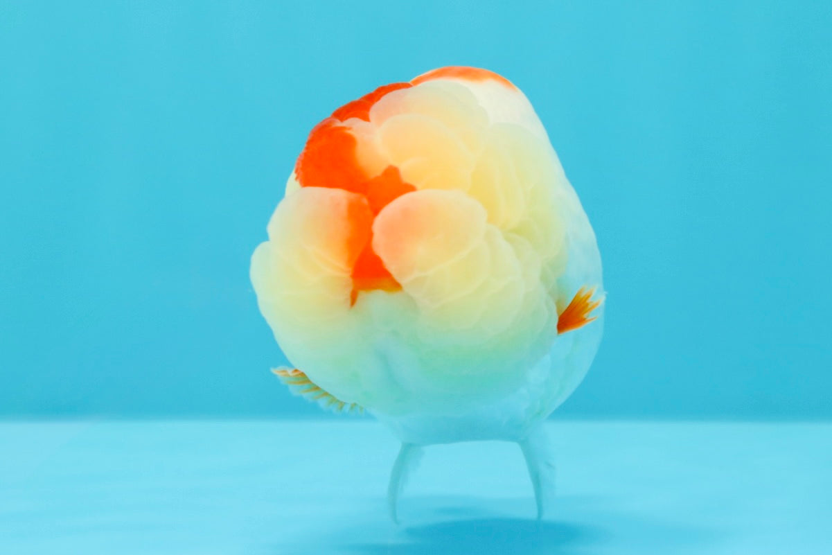 AAA Grade Kohaku LionQueen 4.5 inches #030626LC_01