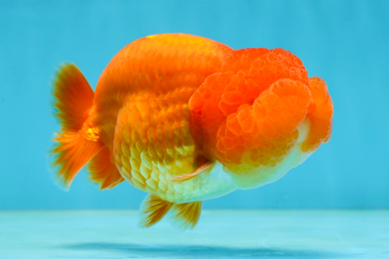 A Grade Solid Red LionKing 4 inches #062725LC_01