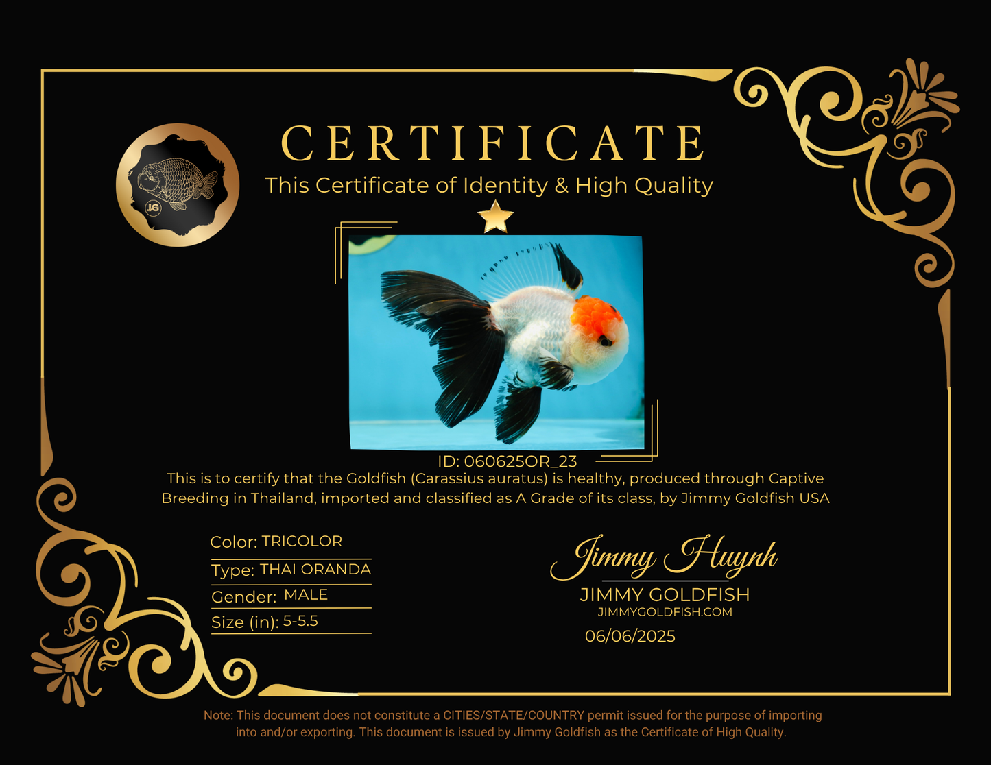 A Grade Tricolor Oranda Male 5-5.5 inches #060625OR_23