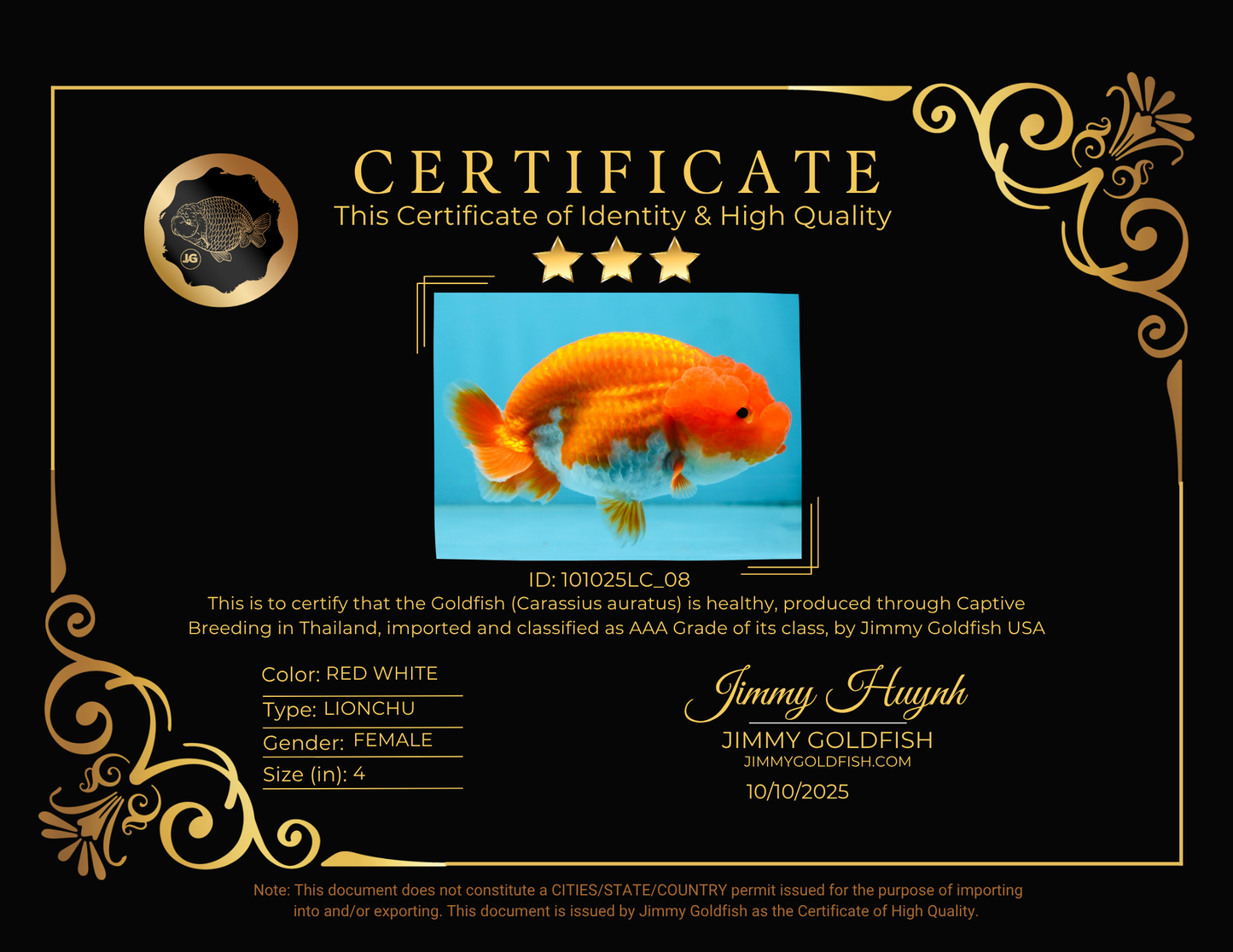 AAA Grade Young Red White LionQueen 4 inches #101025LC_08