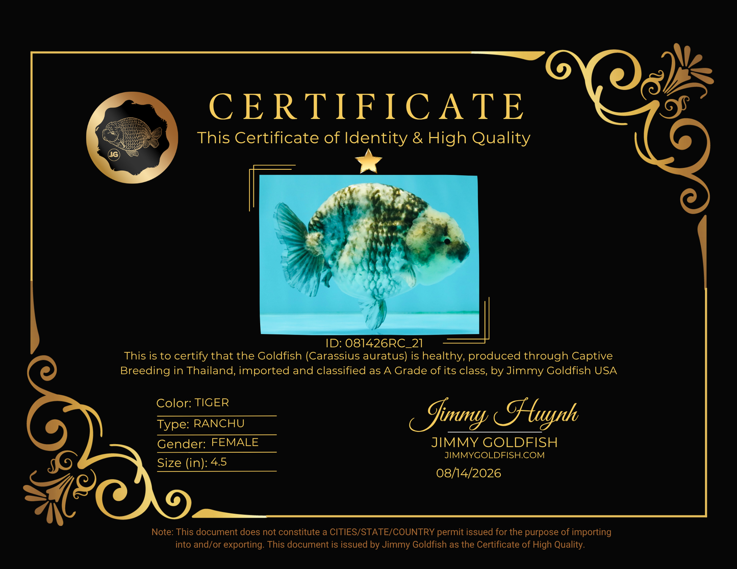 A Grade Tiger Blue Base Ranchu Female 4.5 inches #081426RC_21