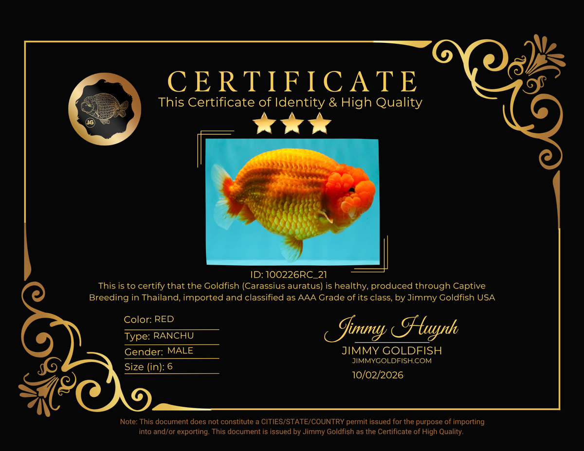 BIG CHEEK AAA Grade Super Hybrid Buffalo Red Ranchu Male 6 inches #100226RC_21