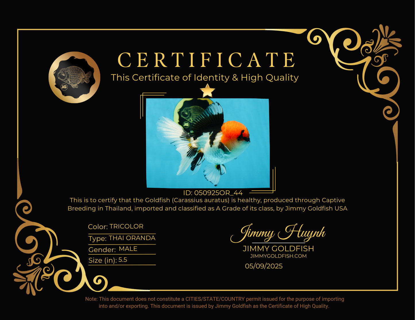 A Grade Tricolor Oranda Male 5.5 inches #050925OR_44