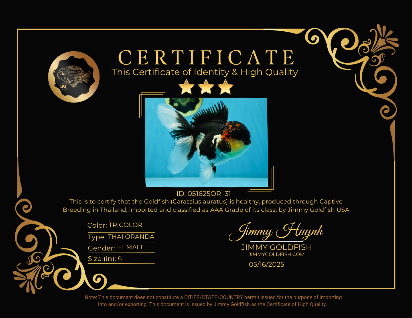 AAA Grade TOP Tricolor Oranda Female 6 inches #051625OR_31