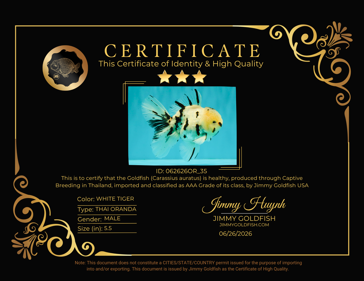 AAA Grade White Tiger Oranda Male 5.5 inches #062626OR_35