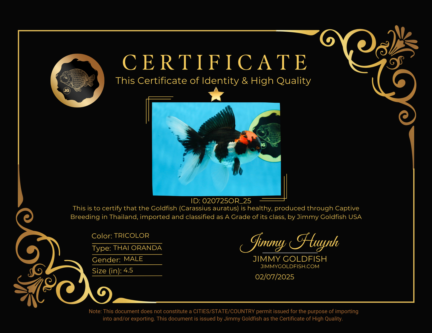 A Grade Color Pop Tricolor Oranda Male 4.5 inches #020725OR_25