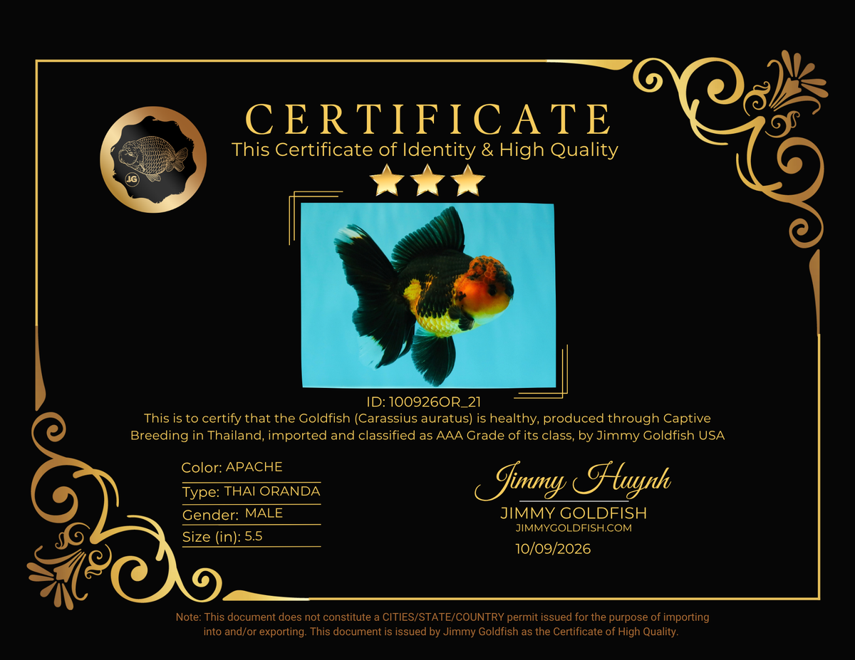 LAVA AAA Grade Apache Oranda Male 5.5 inches #100926OR_21