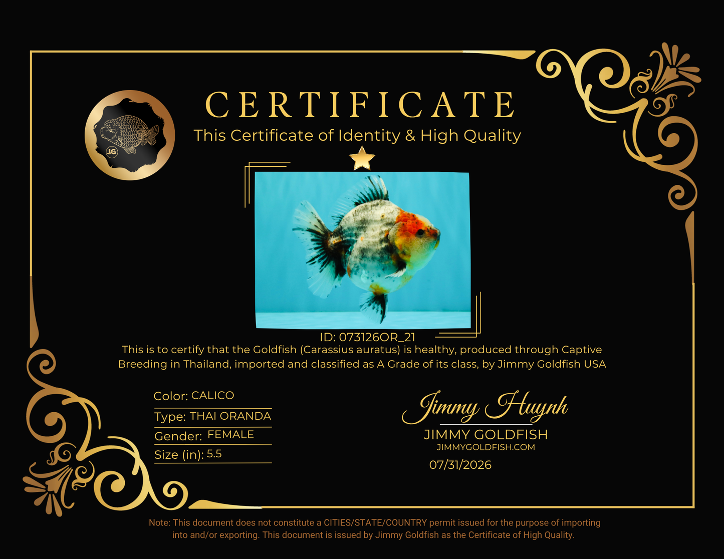 UNIQUE A Grade Calico Oranda Female 5.5 inches #073126OR_21