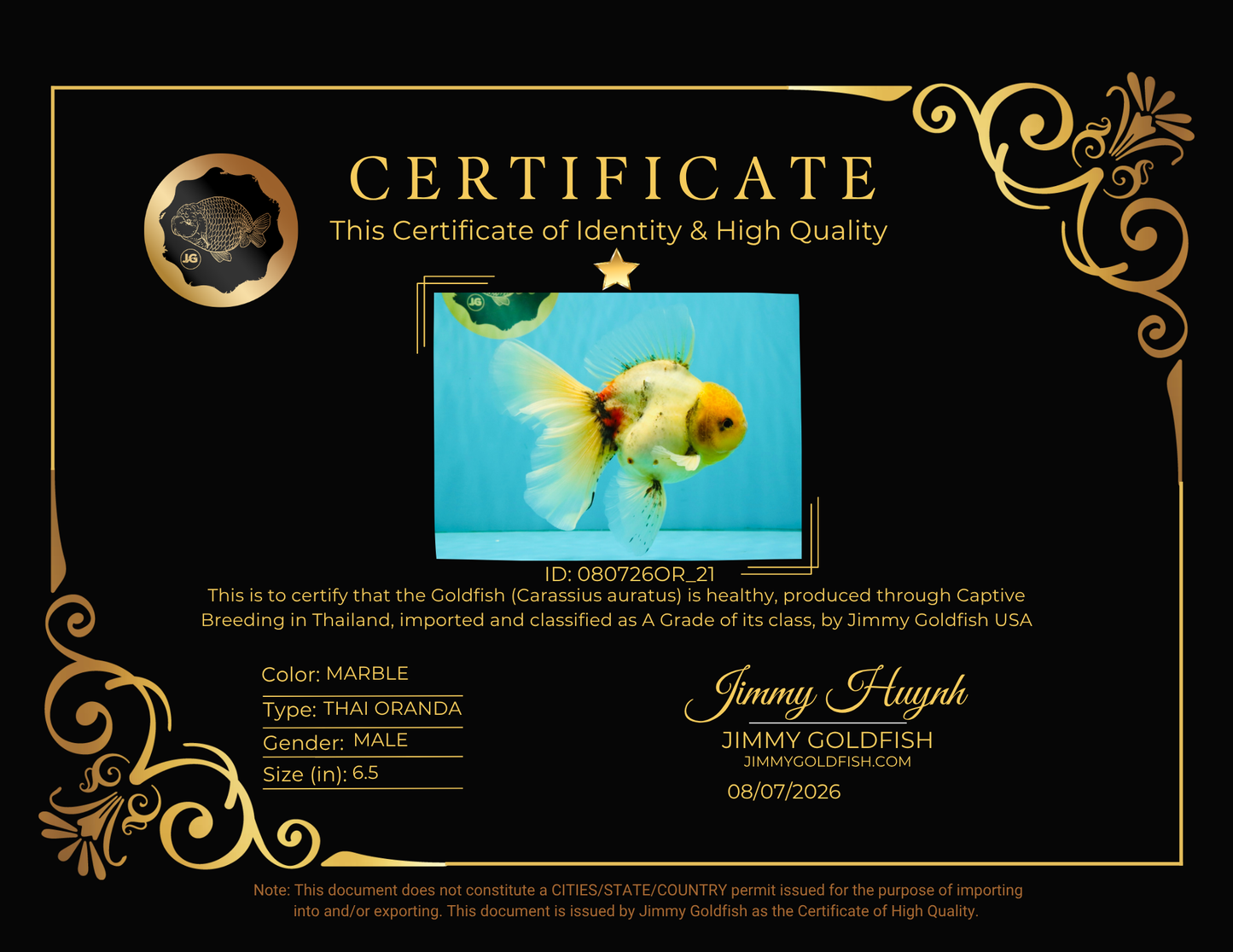 A Grade Marble Oranda Male 6.5 inches #080726OR_21