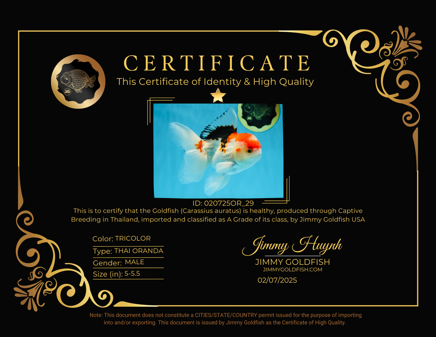 A Grade Tricolor Gem Oranda Male 5-5.5 inches #020725OR_29