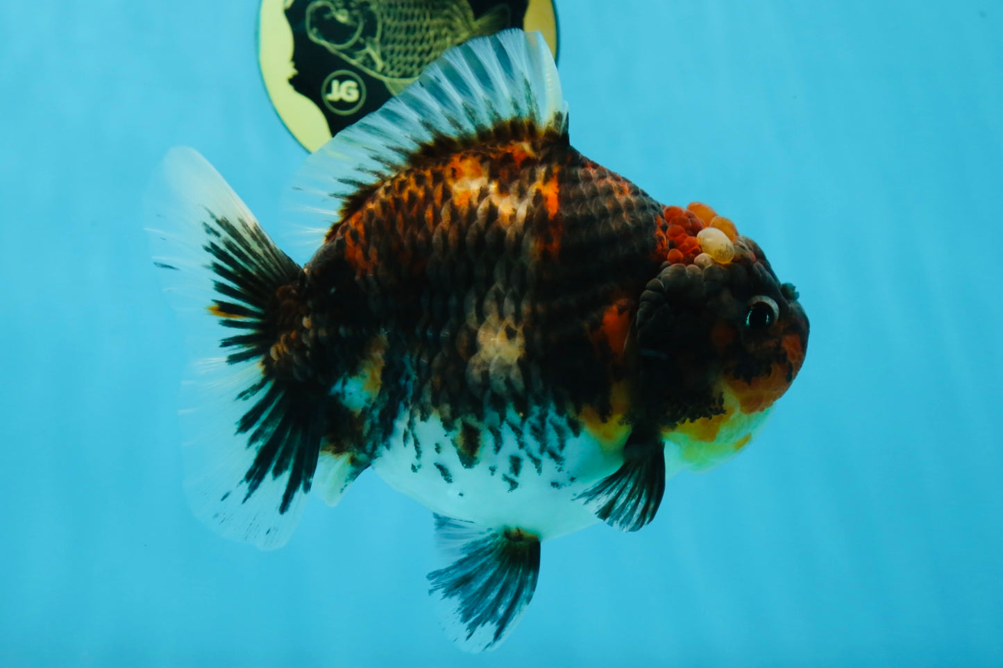 A Grade Godzilla Kirin Yuanbao Female 5.5-6 inches #053025YB_02