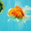 CHONKY A Grade Red White Oranda Male 6 inches #081426OR_06