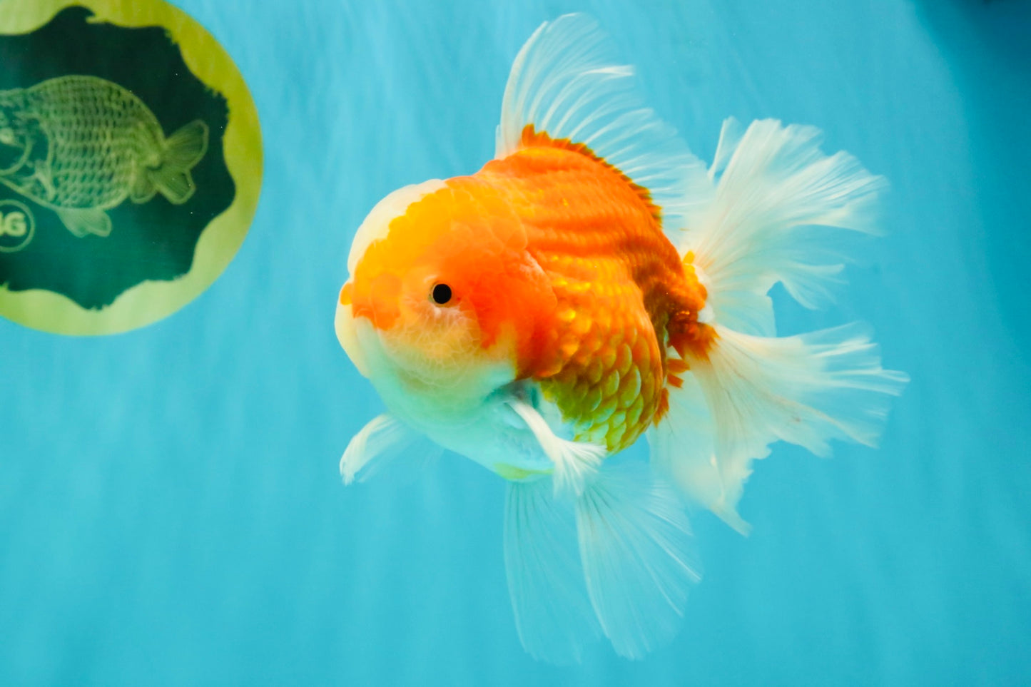 CHONKY A Grade Red White Oranda Male 6 inches #081426OR_06