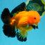 CHONKY A Grade Apache Oranda Male 5.5-6 inches #040326OR_09