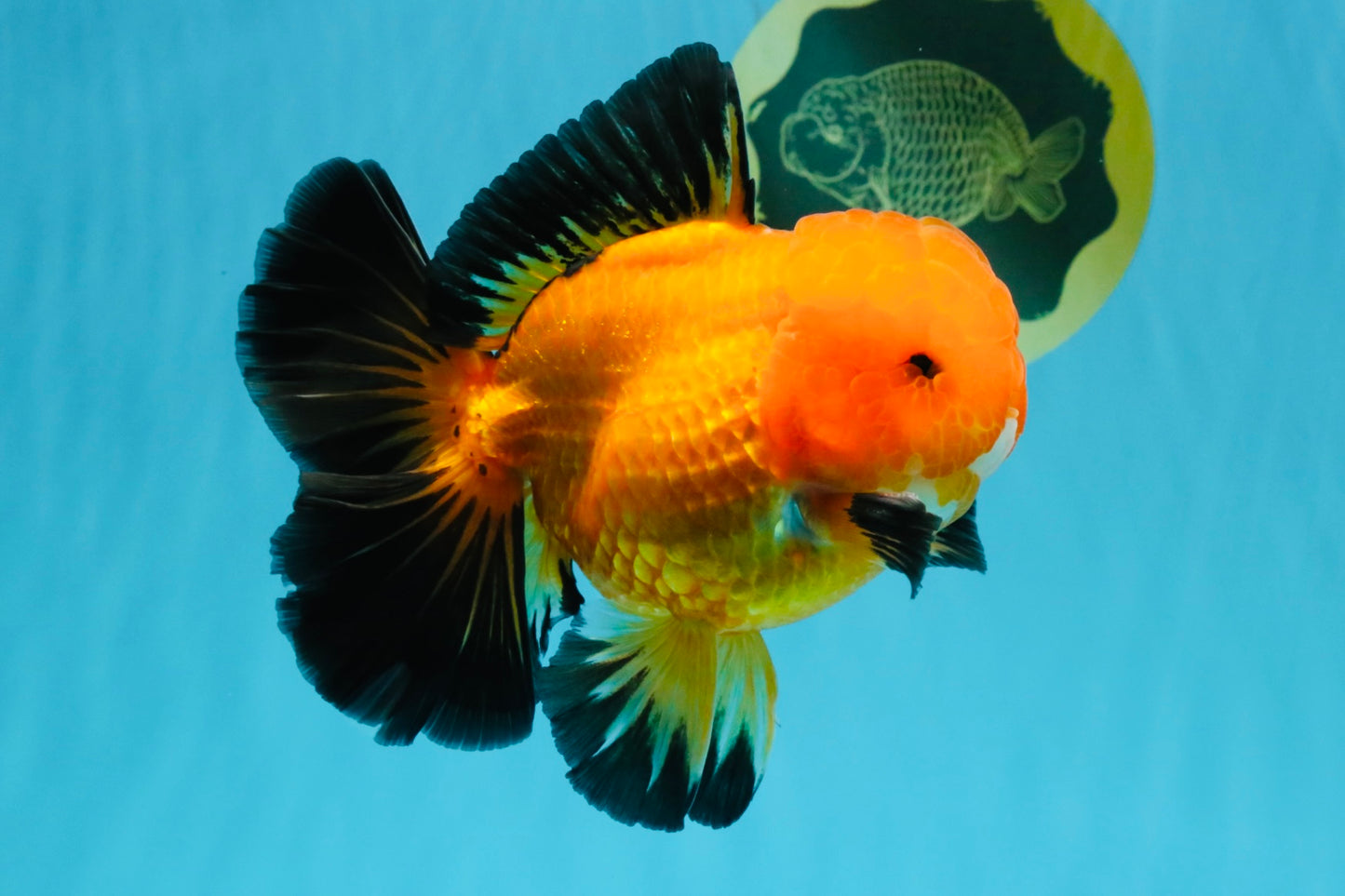 CHONKY A Grade Apache Oranda Male 5.5-6 inches #040326OR_09