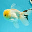 AAA Grade Lemonhead Oranda Male 5 inches #0510OR_09