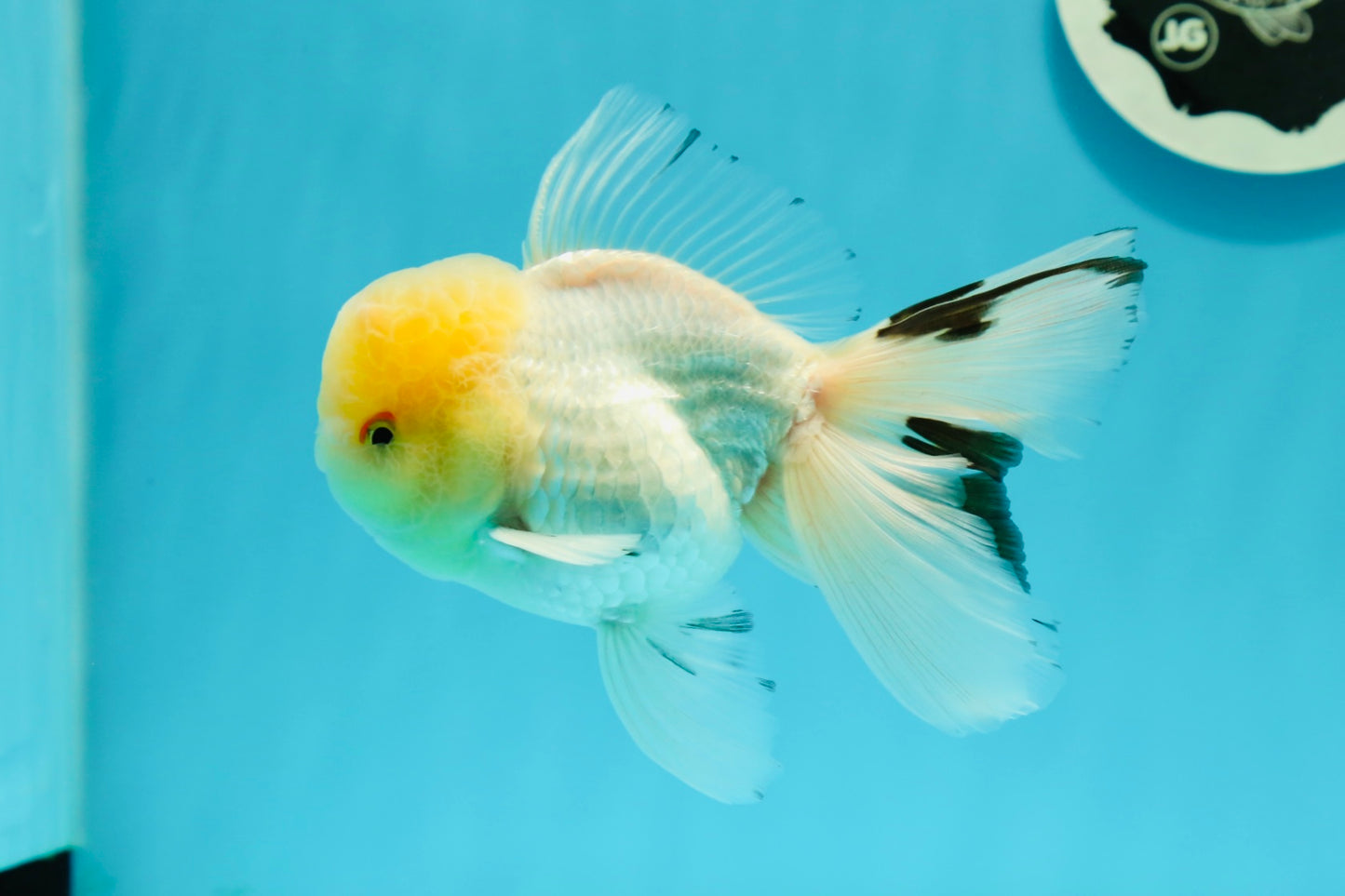 AAA Grade Lemonhead Oranda Male 5 inches #0510OR_09