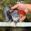 A Grade Godzilla Red Head Kirin Oranda Male 6-6.5 inches #031326OR_04