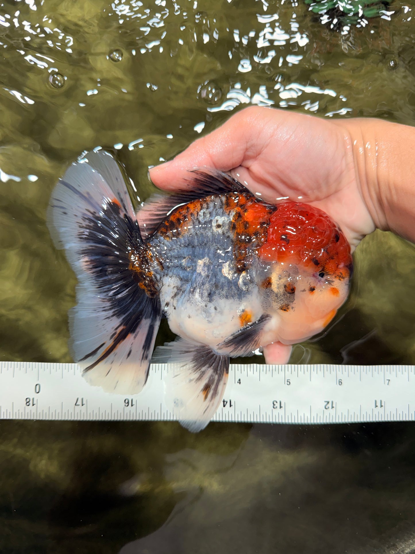 A Grade Godzilla Red Head Kirin Oranda Male 6-6.5 inches #031326OR_04