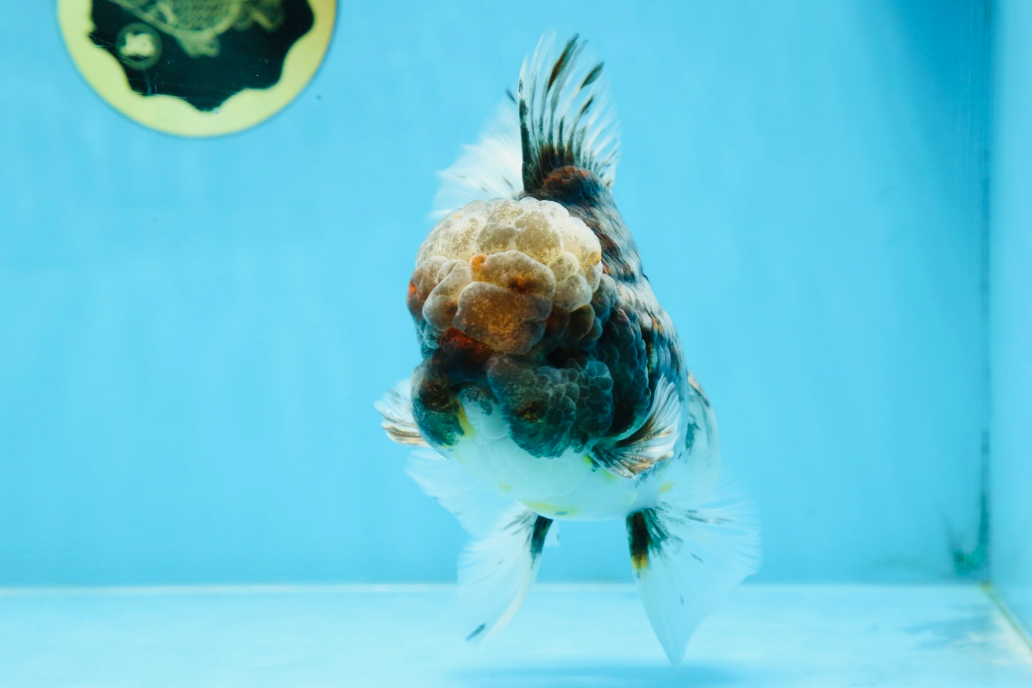 AAA Grade JUMBO Godzilla Kirin Oranda Male 5.5-6 inches #101725OR_24