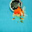 Cheeky Red White Oranda Female 5-5.5 inches #110124OR_02