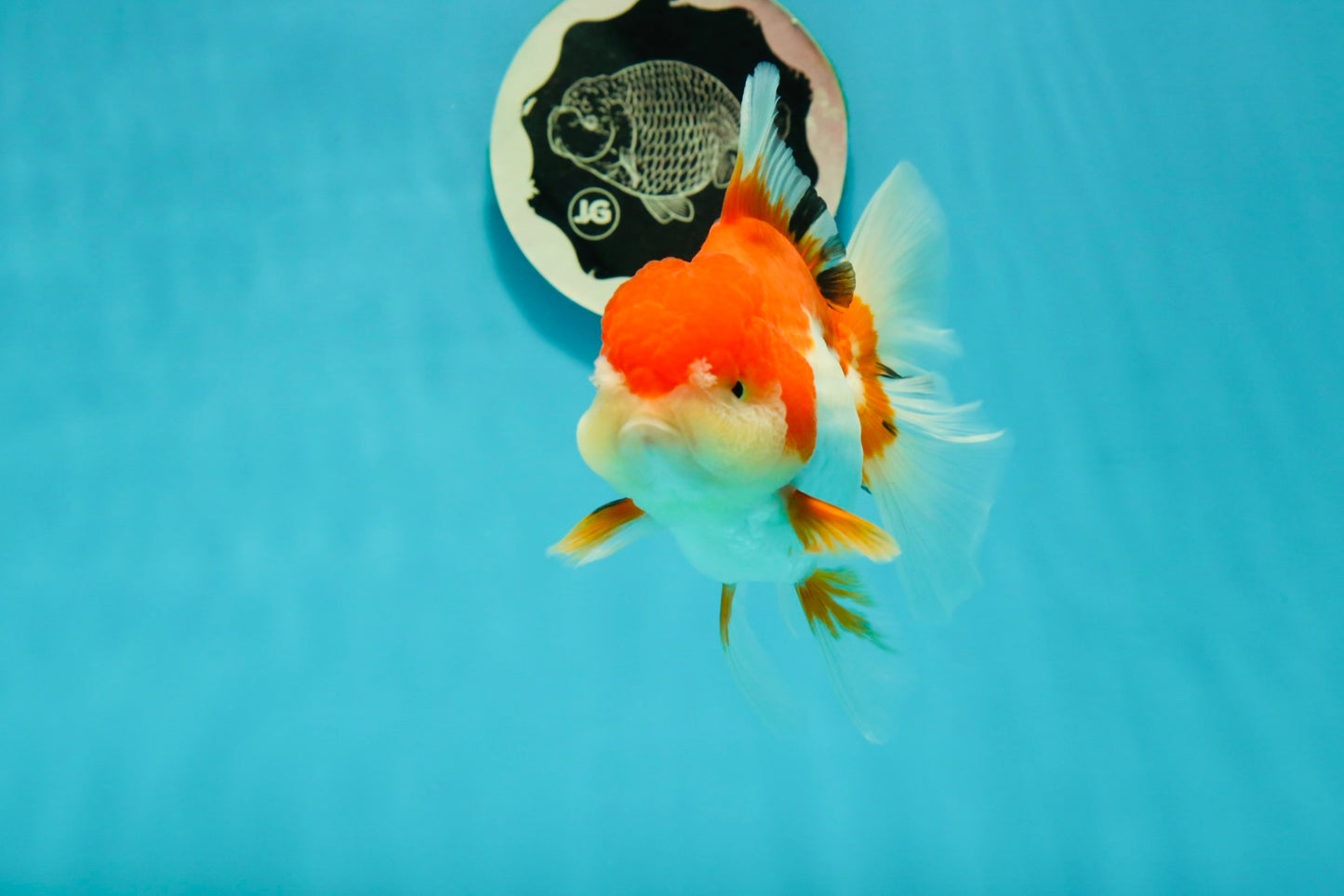 Cheeky Red White Oranda Female 5-5.5 inches #110124OR_02