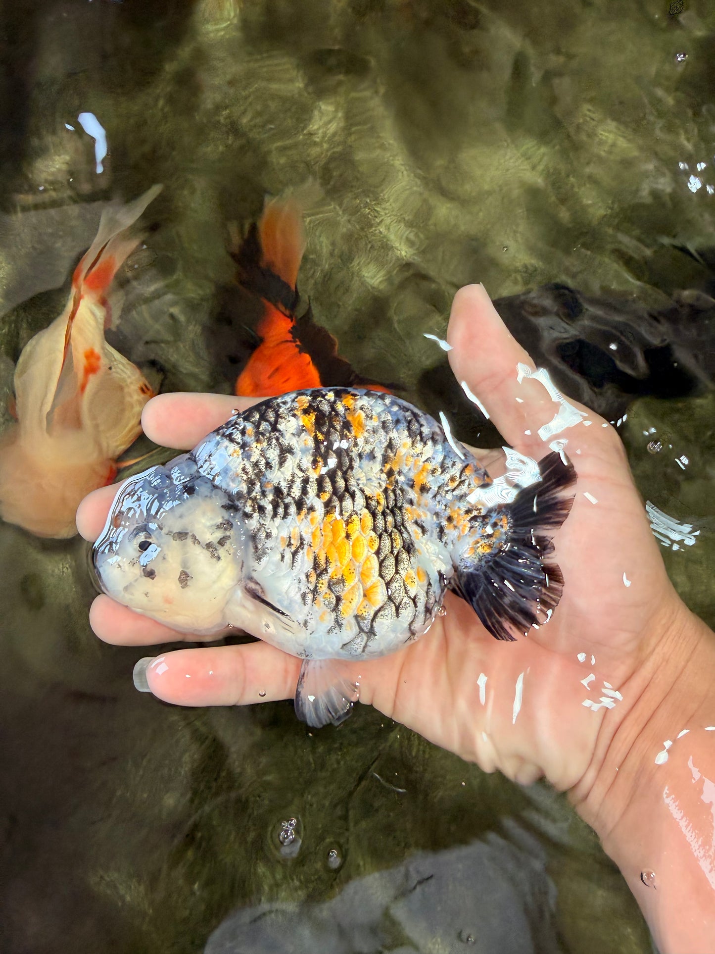A Grade Tricolor Tiger Ranchu Female 5 inches #080726RC_28