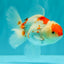 A Grade Red White Oranda Female 5.5 inches #061926OR_15