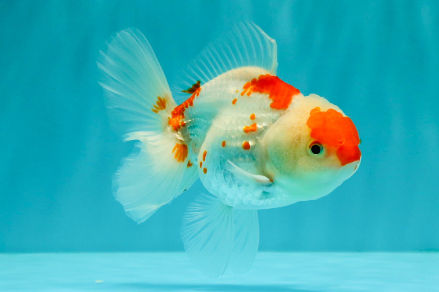 A Grade Red White Oranda Female 5.5 inches #061926OR_15
